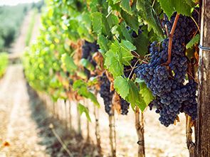 Cantine e vigneti